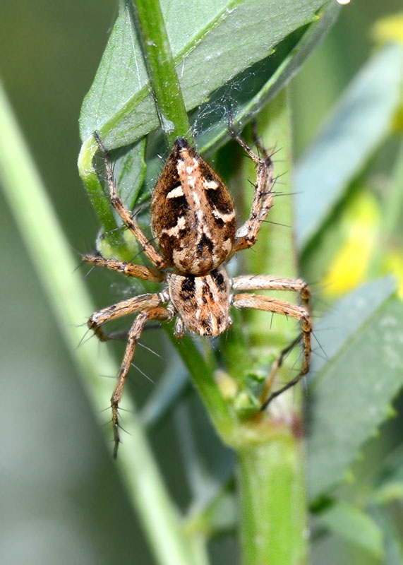 Oxyopes ramosus ?  Oxyopes heterophthalmus - L''Aquila